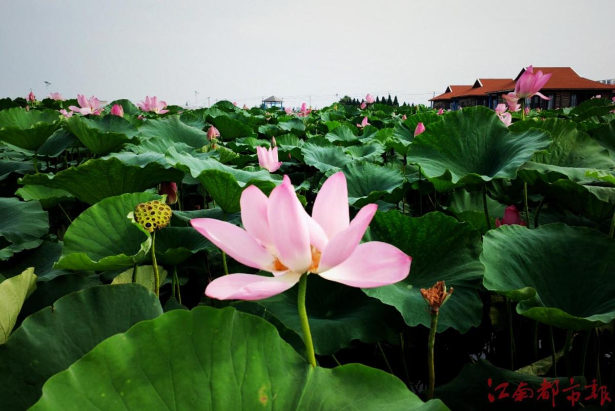 缤纷夏日 荷花盛开_台山要闻_台山广播电视台