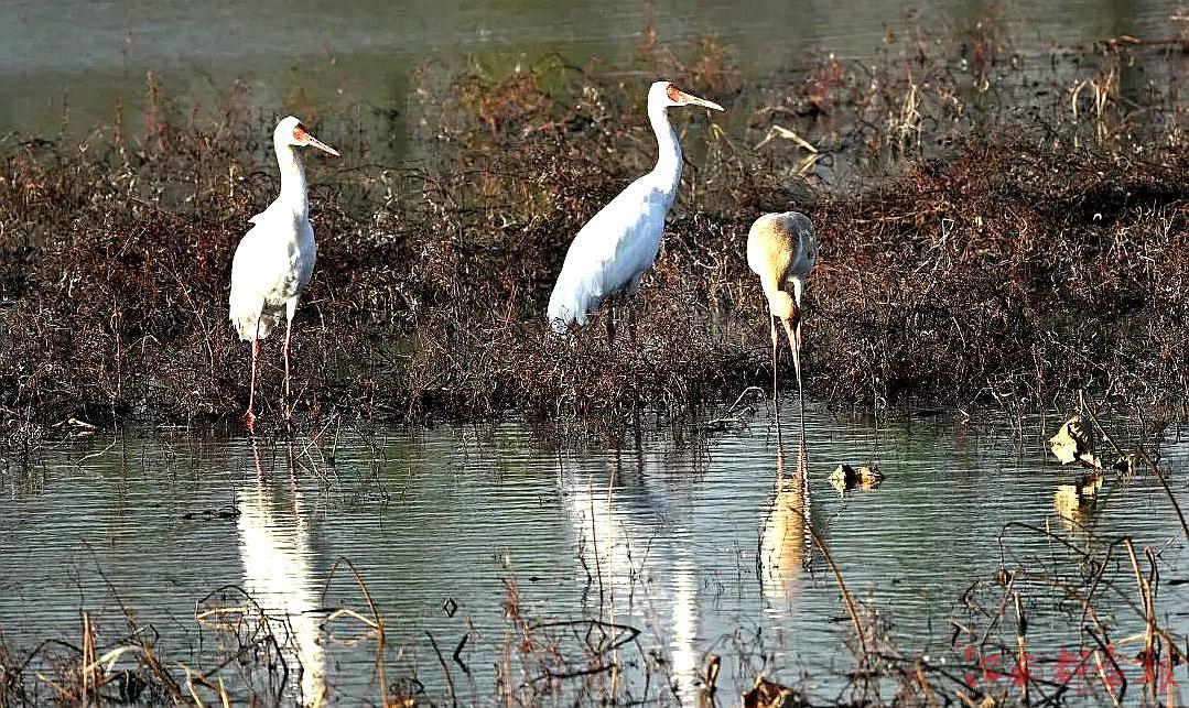 白鹤首次现身鄱阳湖生态湿地公园